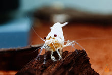 Lade das Bild in den Galerie-Viewer, Golden Bee Garnele / Goldene Bienengarnele | Caridina sp. im Aquascaping Aquarium