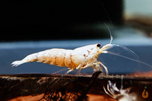 Lade das Bild in den Galerie-Viewer, Golden Bee Garnele / Goldene Bienengarnele | Caridina sp. im Aquarium