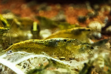 Lade das Bild in den Galerie-Viewer, Grüne Algen Garnele / Putzergarnele | Neocaridina davidi im Aquascape Aquarium