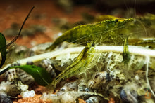 Lade das Bild in den Galerie-Viewer, Grüne Algen Garnele / Putzergarnele | Neocaridina davidi im Garnelenaquarium