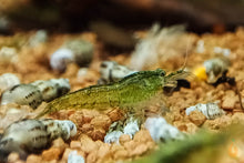 Lade das Bild in den Galerie-Viewer, Grüne Algen Garnele / Putzergarnele | Neocaridina davidi im Aquascaping Aquarium
