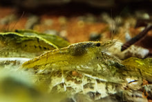 Lade das Bild in den Galerie-Viewer, Grüne Algen Garnele / Putzergarnele | Neocaridina davidi im Nanoaquarium