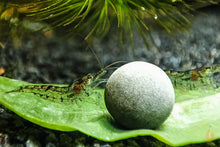 Lade das Bild in den Galerie-Viewer, Grüne Algen Garnele / Putzergarnele | Neocaridina davidi im Nano Aquarium