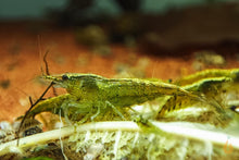 Lade das Bild in den Galerie-Viewer, Grüne Jade Light Garnele | Neocaridina davidi "Green Jade" im Garnelen Aquarium