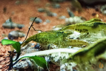 Lade das Bild in den Galerie-Viewer, Grüne Jade Light Garnele | Neocaridina davidi "Green Jade" im Nano Aquarium