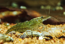 Lade das Bild in den Galerie-Viewer, Grüne Jade Light Garnele | Neocaridina davidi "Green Jade" im Nanoaquarium