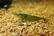 Lade das Bild in den Galerie-Viewer, Grüne Jade Light Garnele | Neocaridina davidi "Green Jade" im Aquascaping Aquarium