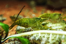 Lade das Bild in den Galerie-Viewer, Grüne Jade Light Garnele | Neocaridina davidi "Green Jade" im Aquascape Aquarium