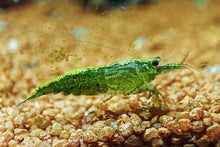 Lade das Bild in den Galerie-Viewer, Grüne Jade Light Garnele | Neocaridina davidi "Green Jade" im Garnelenaquarium