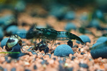 Lade das Bild in den Galerie-Viewer, Grüne Rili Garnele | Neocaridina davidi "Green Rili" im Schneckenaquarium