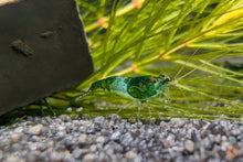 Lade das Bild in den Galerie-Viewer, Grüne Rili Garnele | Neocaridina davidi "Green Rili" im Aquascape Aquarium