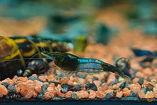 Lade das Bild in den Galerie-Viewer, Grüne Rili Garnele | Neocaridina davidi "Green Rili" im Aquascaping Aquarium