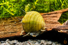 Lade das Bild in den Galerie-Viewer, Haarige Turmdeckelschnecke | TDS | Thiara cancellata im Garnelenaquarium