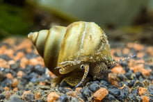 Lade das Bild in den Galerie-Viewer, Helle Pianoschnecke / Piano Schnecke | Vanille Pinselalgenschnecke | Taia naticoides im Schnecken Aquarium