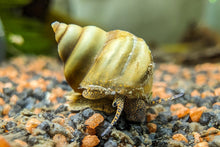 Lade das Bild in den Galerie-Viewer, Helle Pianoschnecke / Piano Schnecke | Vanille Pinselalgenschnecke | Taia naticoides im Garnelen Aquarium