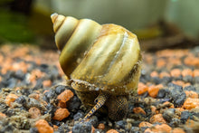 Lade das Bild in den Galerie-Viewer, Helle Pianoschnecke / Piano Schnecke | Vanille Pinselalgenschnecke | Taia naticoides im Garnelenaquarium
