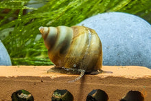 Lade das Bild in den Galerie-Viewer, Helle Pianoschnecke / Piano Schnecke | Vanille Pinselalgenschnecke | Taia naticoides im Aquarium