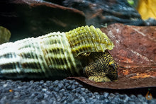 Lade das Bild in den Galerie-Viewer, Himalaya Turmdeckelschnecke | Himalayan TDS | Tylomelania marwotoae im Naturaquarium