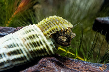 Lade das Bild in den Galerie-Viewer, Himalaya Turmdeckelschnecke | Himalayan TDS | Tylomelania marwotoae schaut aus dem Schneckenhaus