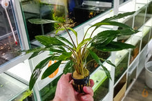 Lade das Bild in den Galerie-Viewer, Homalomena sp. Sekadau South | Aquarium Wasserpflanze - Rarität