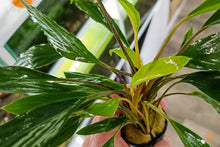 Lade das Bild in den Galerie-Viewer, Homalomena sp. Sekadau South | Aquarium Wasserpflanze - Rarität