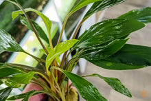 Lade das Bild in den Galerie-Viewer, Homalomena sp. Sekadau South | Aquarium Wasserpflanze - Rarität