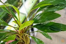 Lade das Bild in den Galerie-Viewer, Homalomena sp. Sekadau South | Aquarium Wasserpflanze - Rarität