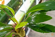 Lade das Bild in den Galerie-Viewer, Homalomena sp. Sekadau South | Aquarium Wasserpflanze - Rarität