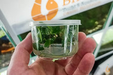 Lade das Bild in den Galerie-Viewer, Homalomena sp. Sekadau South | Aquarium Wasserpflanze - Rarität im In VItro Becher