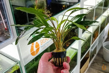 Lade das Bild in den Galerie-Viewer, Homalomena sp. Sekadau South | Aquarium Wasserpflanze - Rarität