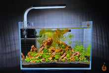Lade das Bild in den Galerie-Viewer, Aqua Birne - Weißglas Garnelen Nano Aquarium | Aquascaping Weissglas Becken als eingerichtetes Aquascape
