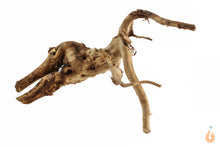 Lade das Bild in den Galerie-Viewer, Spiderwood Nr.101 | 23x13x20cm (BxHxT)
