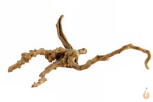 Lade das Bild in den Galerie-Viewer, Spiderwood Nr.107 | 24x10x17cm (BxHxT)