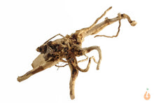 Lade das Bild in den Galerie-Viewer, Spiderwood Nr.111 | 28x12x29cm (BxHxT)