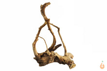 Lade das Bild in den Galerie-Viewer, Spiderwood Nr.116 | 20x24x14cm (BxHxT)