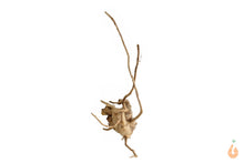 Lade das Bild in den Galerie-Viewer, Moorwurzel Nr.122 | 19x22x12cm (BxHxT)