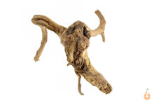 Lade das Bild in den Galerie-Viewer, Moorwurzel Nr.124 | 24x8x12cm (BxHxT)