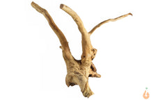 Lade das Bild in den Galerie-Viewer, Spiderwood Nr.143 | 13x12x12cm (BxHxT) (Kopie)