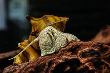 Lade das Bild in den Galerie-Viewer, Igelschnecke / Stachelige Turmdeckelschnecke | Brotia pagodula im Aquascape Aquarium