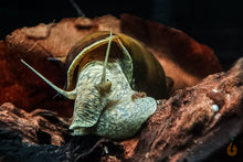 Lade das Bild in den Galerie-Viewer, Igelschnecke / Stachelige Turmdeckelschnecke | Brotia pagodula im Nano-Aquarium
