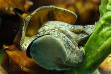 Lade das Bild in den Galerie-Viewer, Igelschnecke / Stachelige Turmdeckelschnecke | Brotia pagodula im Aquarium