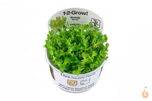 Lade das Bild in den Galerie-Viewer, Indische Rotala | Rotala indica Bonsai / Ammania Bonsai | In Vitro Aquariumpflanze Tropica