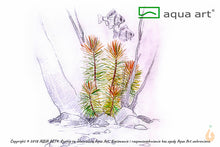 Lade das Bild in den Galerie-Viewer, Aqua Art - Indische Sternpflanze | Pogostemon erectus | In Vitro Aquariumpflanze