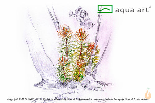 Aqua Art - Indische Sternpflanze | Pogostemon erectus | In Vitro Aquariumpflanze