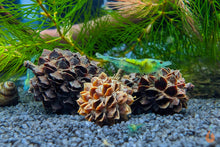 Lade das Bild in den Galerie-Viewer, Kasuarinenzapfen / Kasuarinen Zapfen getrocknet | Premium Qualität im Garnelenaquarium