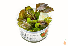 Lade das Bild in den Galerie-Viewer, Kleine Reni Schwertpflanze | Echinodorus reni | In Vitro Aquariumpflanze