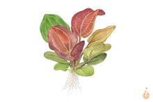 Lade das Bild in den Galerie-Viewer, Kleine Reni Schwertpflanze | Echinodorus reni | In Vitro Aquariumpflanze