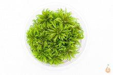 Lade das Bild in den Galerie-Viewer, Kleiner Wasserstern | Pogostemon helferi | In Vitro Aquariumpflanze