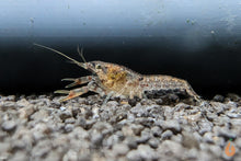 Lade das Bild in den Galerie-Viewer, Kleiner Zwergflusskrebs / Kleinster Zwergkrebs | Cambarellus Diminutus im Garnelenbecken