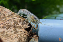 Lade das Bild in den Galerie-Viewer, Kleiner Zwergflusskrebs / Kleinster Zwergkrebs | Cambarellus Diminutus im Garnelenaquarium